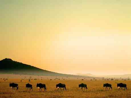 Magnificent Amboseli & Mara Retreat
